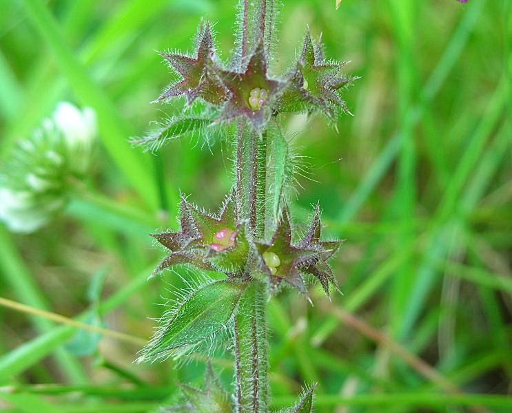 Stachys sylvatica / Stregona dei boschi